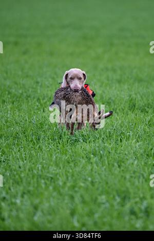 weimaraner che recupera una lepre Foto Stock