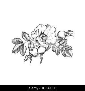 Illustrazione del vettore di inchiostro disegnato a mano Rosehip. Composizione con fiori, bacche, foglie e gemme. Illustrazione Vettoriale