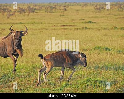 Madre blu o bianco-bearded Wildebeest (Connochaetes taurinus) & vitello neonato su erba acacia scrub di Masai Mara conservanze, Kenya, Africa Foto Stock