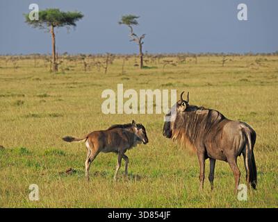 Madre blu o bianco-bearded Wildebeest (Connochaetes taurinus) & vitello neonato su erba acacia scrub di Masai Mara conservanze, Kenya, Africa Foto Stock
