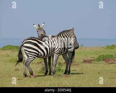 Un paio di Zebre di Burchell (Equus Quagga Burchelli) si sperano a vicenda nelle pianure di Masai Mara Conservancies, Kenya, Africa Foto Stock