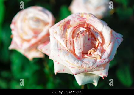 Rosa pallido e rose bianche con petali macchiati in un giardino. Le splendide fioriture sono evidenziate dalla luce solare su uno sfondo scuro Foto Stock