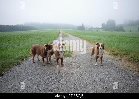 Tre pastori australiani su una Foggy Country Road Foto Stock