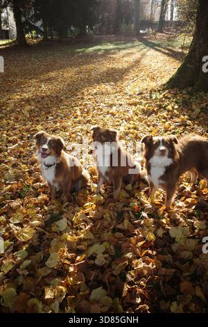 Tre pastori australiani in foglie autunnali Foto Stock