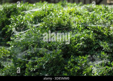 Arbusto di legno di bosso coperto di spiderws Foto Stock