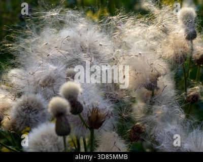 L'immagine mostra i semi di una pianta da campo (Cirsium arvense) nella fase matura, pronta per essere dispersa dal vento. Foto Stock