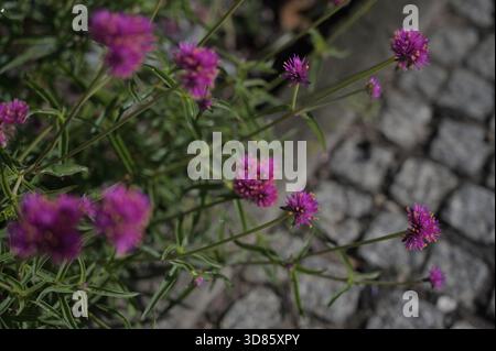 Primo piano di fiori selvatici. Primo piano di fiori decorativi. Campo, erba, boccioli di fiori, colori naturali.Bio-design.Projektowanie krajobrazu. Polne kwiaty Foto Stock
