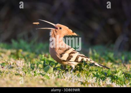 Hoopoe epop epop (Upupa Epops) eurasiatica che alimentano a mezz'aria il bruco nel giardino in Egitto Foto Stock