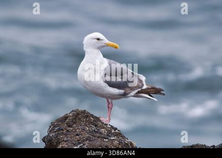 WESTERN Gull poggia su una roccia nei pressi di Haystack Rock al largo della costa dell'Oregon, esposta con luce naturale sulla costa. Foto Stock