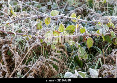Vegetazione ricoperta di gelo a Connonagh, West Cork, Irlanda. Foto Stock