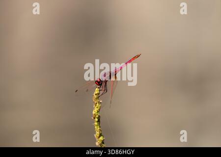 Violet Dropwing (Trithemis annulata) su argilla con sfondo morbido, Cairo, Egitto Foto Stock