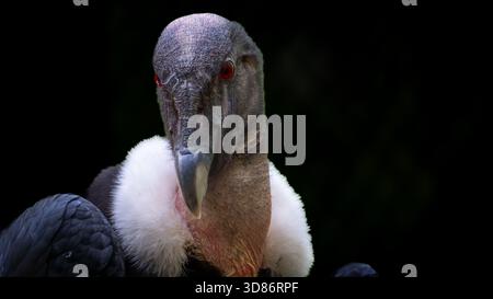 Red Eyes Andean Condor guarda lo spettatore Foto Stock