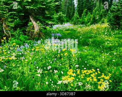 MT RAINIER NP, WASHINGTON - 14 agosto 2025 - Green Prato tappezzato Paradise Valley con fiori selvatici in fiore, sfondo del Monte Rainier che mette in risalto l'estate Foto Stock