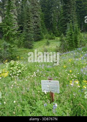 MT RAINIER NP, WASHINGTON - 14 agosto 2025 - prato di fiori selvatici lungo lo Skyline Trail nel Mount Rainier National Park, Washington, che mostra una terra vibrante Foto Stock