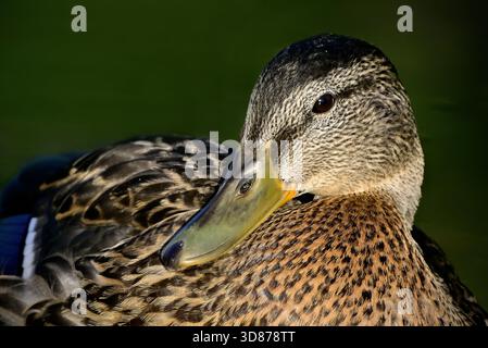 Un ritratto ravvicinato di un'anatra Mallard "Anas platyrhynchos", che riposa su un po' di acqua calma nella campagna Alberta Canada. Foto Stock