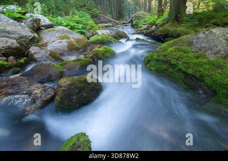Vista di un tranquillo fiume che scorre rapidamente su pietre coperte di muschio in una lussureggiante foresta verde, la bellezza serena della natura catturata a Bobrovec, Zilinsky kraj, Foto Stock