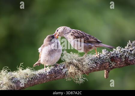 House Sparrow (Passer domesticus) donna adulta che dà da mangiare a un giovane su Branch, Aberfeldy, Perthshire, Scozia, Regno Unito Foto Stock
