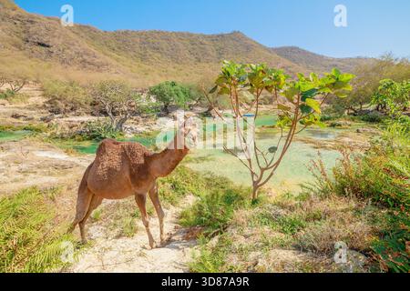 Cammello accanto alle limpide piscine turchesi e alla vegetazione lussureggiante di Wadi Darbat, Dhofar, Oman, trovando acqua e pascolando tra le aride colline e un'oasi tranquilla Foto Stock