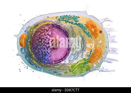 Illustrazione di una cellula animale che mostra il nucleo, il citoplasma, l'apparato Golgi, i mitocondri, i ribosomi e i lisosomi, tutto racchiuso dalla membrana cellulare. Foto Stock