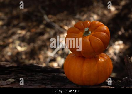 Due vivaci zucche arancioni riposano su un tronco in una foresta serena, circondata da foglie cadute. I colori caldi dell'autunno creano un'atmosfera tranquilla Foto Stock