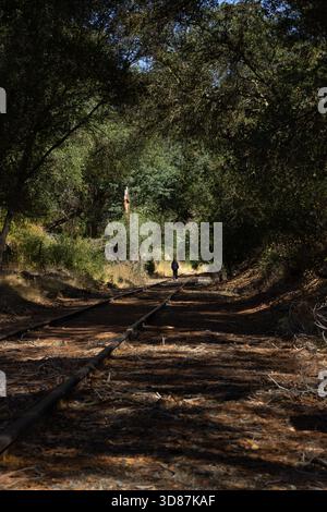 Una persona cammina da sola su un binario ferroviario abbandonato circondato da alberi lussureggianti e sottobosco. La luce del sole filtra attraverso la tettoia della foresta, creando un pisello Foto Stock