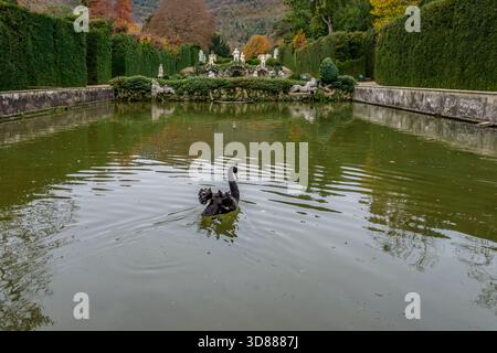 Un cigno nero nuota all'interno del monumentale giardino di Valsanzibio, Padova, Italia Foto Stock