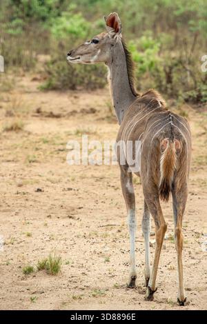 Una giovane donna Kudu in piedi, allerta nel Parco Nazionale di Mahango, nella Namibia settentrionale. Foto Stock
