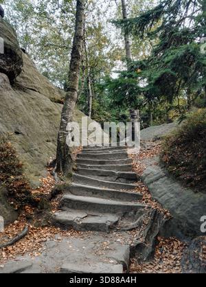 Una vista di una fitta foresta di conifere che si radura con grandi massi muschiati e un tronco di albero morto prominente in mezzo ai pini vivi Foto Stock