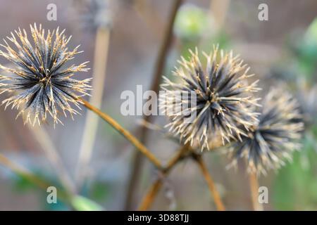 Primo piano di due teste di cardo essiccato con punte dorate, catturate a Cinsbu, Jianshi Township, Hsinchu County, Taiwan. Bella stagione autunnale Foto Stock