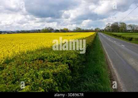 Limavady, Regno Unito. Campi di colza di colore giallo brillante in fiore accanto a Seacoast Road che mostrano il paesaggio primaverile lungo questo tratto rurale nel Nord Foto Stock