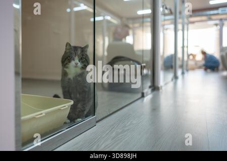 Il gatto solitario aspetta i proprietari nella camera d'albergo, seduti sul pavimento dietro una porta di vetro che guarda la macchina fotografica. Solitudine felina, cura degli animali domestici, pensione degli animali, ospitalità degli animali, tristezza dei gatti, solitudine di gatto in un rifugio Foto Stock