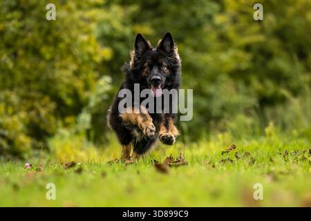 Il vecchio pastore tedesco Longhaired corre verso la macchina fotografica attraverso il campo verde, energico ritratto all'aperto in natura. Foto Stock
