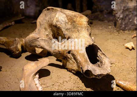 Teschio dell'orso della grotta S. Museo nazionale slovacco, Bratislava, Slovacchia. Foto Stock