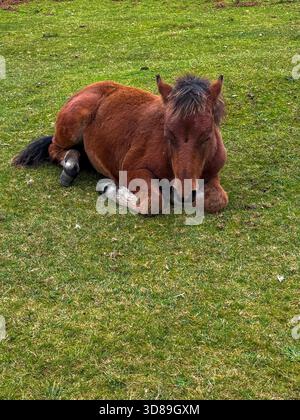 Brown Wild Pony o Foal sdraiati per riposare su un pascolo verde con gli occhi chiusi Foto Stock