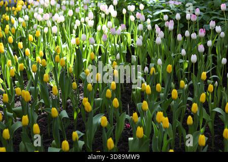 RAYONG, THAILANDIA 29 novembre 2025 - Vista suggestiva del miracolo della natura, la più grande fattoria di fiori invernali della Thailandia, situata nella SALA ESPOSITIVA DELLA FLORA presso il PTTLNG Plant Exhibition Building, Mappa Ta Phut, Mueang Rayong, Provincia di Rayong. (Foto di Teera Noisakran/Sipa USA) credito: SIPA USA/Alamy Live News Foto Stock