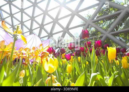 RAYONG, THAILANDIA 29 novembre 2025 - Vista suggestiva del miracolo della natura, la più grande fattoria di fiori invernali della Thailandia, situata nella SALA ESPOSITIVA DELLA FLORA presso il PTTLNG Plant Exhibition Building, Mappa Ta Phut, Mueang Rayong, Provincia di Rayong. (Foto di Teera Noisakran/Sipa USA) credito: SIPA USA/Alamy Live News Foto Stock