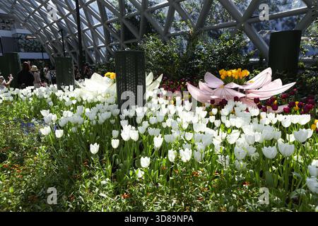 RAYONG, THAILANDIA 29 novembre 2025 - Vista suggestiva del miracolo della natura, la più grande fattoria di fiori invernali della Thailandia, situata nella SALA ESPOSITIVA DELLA FLORA presso il PTTLNG Plant Exhibition Building, Mappa Ta Phut, Mueang Rayong, Provincia di Rayong. (Foto di Teera Noisakran/Sipa USA) credito: SIPA USA/Alamy Live News Foto Stock