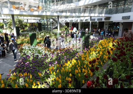 RAYONG, THAILANDIA 29 novembre 2025 - Vista suggestiva del miracolo della natura, la più grande fattoria di fiori invernali della Thailandia, situata nella SALA ESPOSITIVA DELLA FLORA presso il PTTLNG Plant Exhibition Building, Mappa Ta Phut, Mueang Rayong, Provincia di Rayong. (Foto di Teera Noisakran/Sipa USA) credito: SIPA USA/Alamy Live News Foto Stock