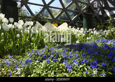 RAYONG, THAILANDIA 29 novembre 2025 - Vista suggestiva del miracolo della natura, la più grande fattoria di fiori invernali della Thailandia, situata nella SALA ESPOSITIVA DELLA FLORA presso il PTTLNG Plant Exhibition Building, Mappa Ta Phut, Mueang Rayong, Provincia di Rayong. (Foto di Teera Noisakran/Sipa USA) credito: SIPA USA/Alamy Live News Foto Stock
