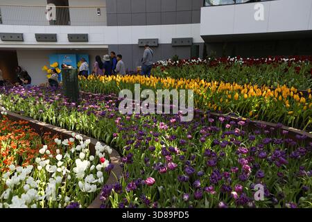 RAYONG, THAILANDIA 29 novembre 2025 - Vista suggestiva del miracolo della natura, la più grande fattoria di fiori invernali della Thailandia, situata nella SALA ESPOSITIVA DELLA FLORA presso il PTTLNG Plant Exhibition Building, Mappa Ta Phut, Mueang Rayong, Provincia di Rayong. (Foto di Teera Noisakran/Sipa USA) credito: SIPA USA/Alamy Live News Foto Stock