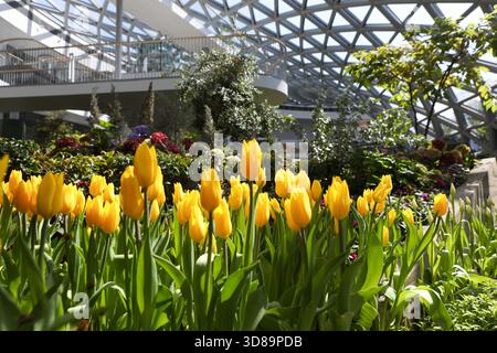RAYONG, THAILANDIA 29 novembre 2025 - Vista suggestiva del miracolo della natura, la più grande fattoria di fiori invernali della Thailandia, situata nella SALA ESPOSITIVA DELLA FLORA presso il PTTLNG Plant Exhibition Building, Mappa Ta Phut, Mueang Rayong, Provincia di Rayong. (Foto di Teera Noisakran/Sipa USA) credito: SIPA USA/Alamy Live News Foto Stock