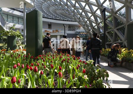 RAYONG, THAILANDIA 29 novembre 2025 - Vista suggestiva del miracolo della natura, la più grande fattoria di fiori invernali della Thailandia, situata nella SALA ESPOSITIVA DELLA FLORA presso il PTTLNG Plant Exhibition Building, Mappa Ta Phut, Mueang Rayong, Provincia di Rayong. (Foto di Teera Noisakran/Sipa USA) credito: SIPA USA/Alamy Live News Foto Stock