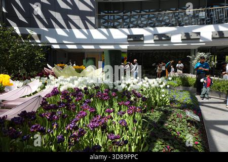RAYONG, THAILANDIA 29 novembre 2025 - Vista suggestiva del miracolo della natura, la più grande fattoria di fiori invernali della Thailandia, situata nella SALA ESPOSITIVA DELLA FLORA presso il PTTLNG Plant Exhibition Building, Mappa Ta Phut, Mueang Rayong, Provincia di Rayong. (Foto di Teera Noisakran/Sipa USA) credito: SIPA USA/Alamy Live News Foto Stock
