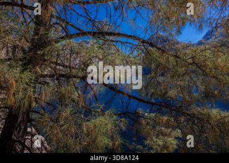 Gray Pine, Pinus sabiniana, a Hetch Hetchy nel Yosemite National Park, California, USA Foto Stock