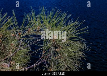 Gray Pine, Pinus sabiniana, a Hetch Hetchy nel Yosemite National Park, California, USA Foto Stock