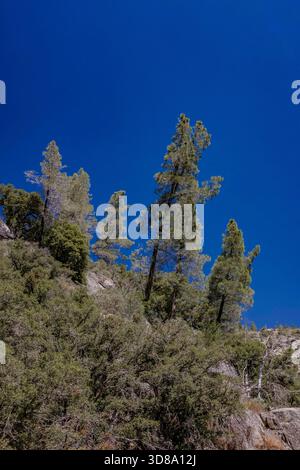 Gray Pine, Pinus sabiniana, a Hetch Hetchy nel Yosemite National Park, California, USA Foto Stock
