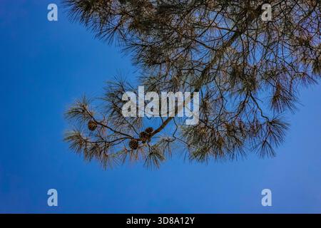 Gray Pine, Pinus sabiniana, a Hetch Hetchy nel Yosemite National Park, California, USA Foto Stock