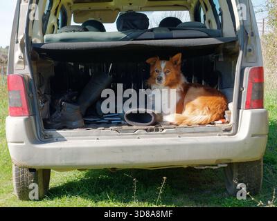 Adorabile cane seduto sul sedile posteriore di un'auto con le orecchie dritte, accanto a scarponi da trekking e stivali di gomma, in campagna. Nov 2025 Foto Stock