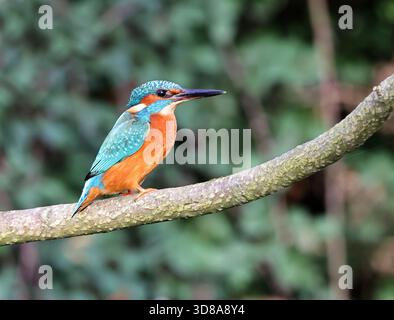 Un Common kingfisher (Alcedo atthis) a Pittville Park Cheltenham Foto Stock