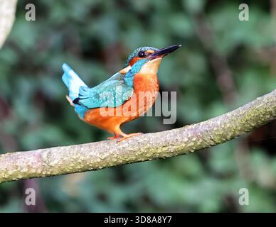 Un Common kingfisher (Alcedo atthis) a Pittville Park Cheltenham Foto Stock